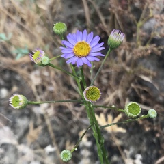 Erigeron foliosus