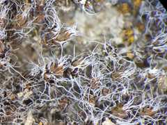 Syntrichia caninervis