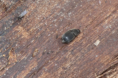 Nitidula rufipes