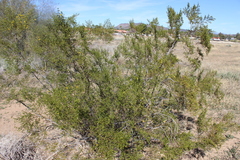 Larrea tridentata