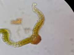 Syntrichia caninervis