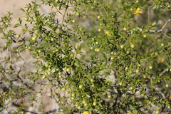 Larrea tridentata