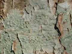 Pertusaria leioplaca