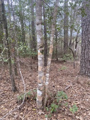 Leiorreuma explicans