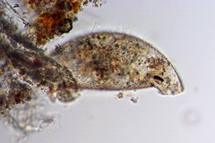Cyphoderia ampulla