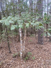 Leiorreuma explicans