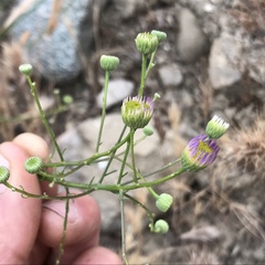 Erigeron foliosus