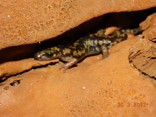 Imperial Cave Salamander, Speleomantes imperialis