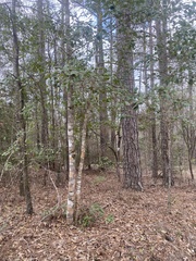 Leiorreuma explicans