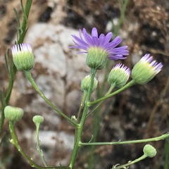 Erigeron foliosus