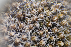 Syntrichia caninervis