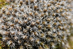 Syntrichia caninervis