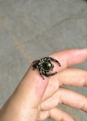 Hyllus diardi