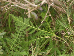 Elaeoselinum asclepium