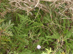 Elaeoselinum asclepium