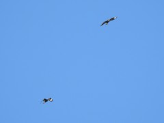 Caracara plancus