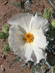 Argemone pleiacantha