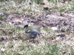 Parus major