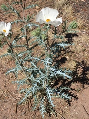 Argemone pleiacantha