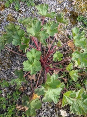 Geranium rotundifolium