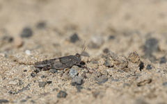 Sphingonotus pachecoi