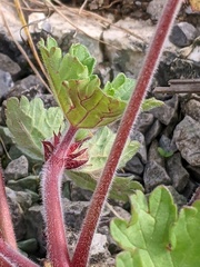 Geranium rotundifolium
