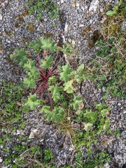 Geranium rotundifolium