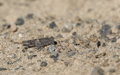 Sphingonotus pachecoi