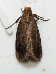 Acrolophus propinqua