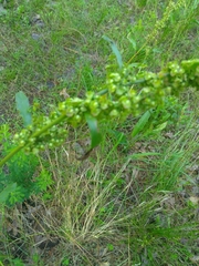 Rumex hastatulus