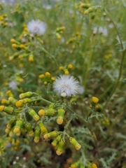 Senecio vulgaris
