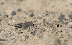 Sphingonotus pachecoi