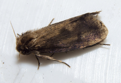 Acrolophus propinqua