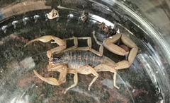 Centruroides infamatus