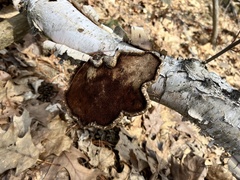 Fomitopsis betulina