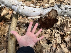 Fomitopsis betulina
