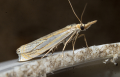 Crambus saltuellus