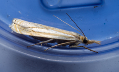 Crambus saltuellus