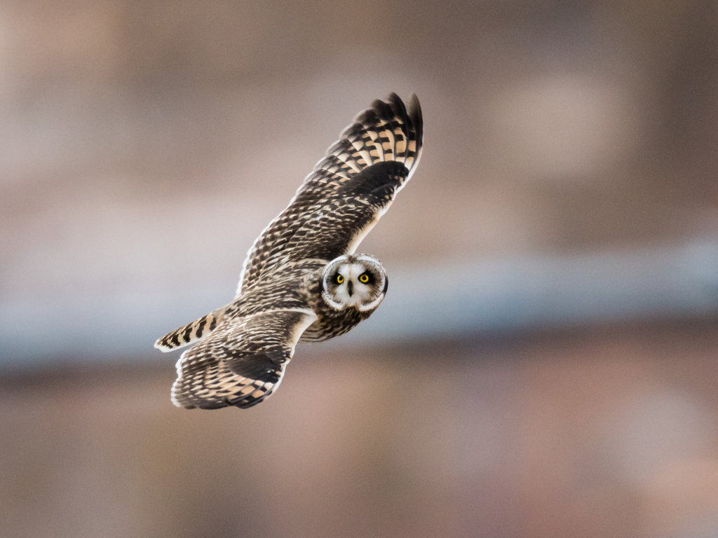 Short-Eared Owl