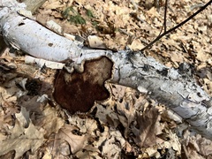 Fomitopsis betulina