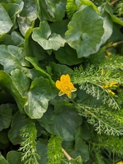 Ficaria verna verna