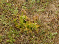 Ophrys × sommieri
