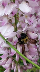 Xylocopa virginica