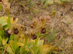 Ophrys × sommieri