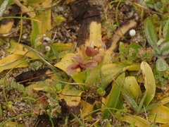 Ophrys × sommieri
