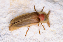 Pleotomus pallens