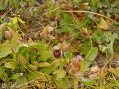 Ophrys × sommieri