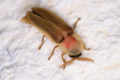 Pleotomus pallens