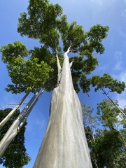 Calycophyllum spruceanum