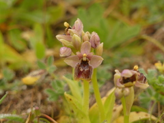 Ophrys × sommieri